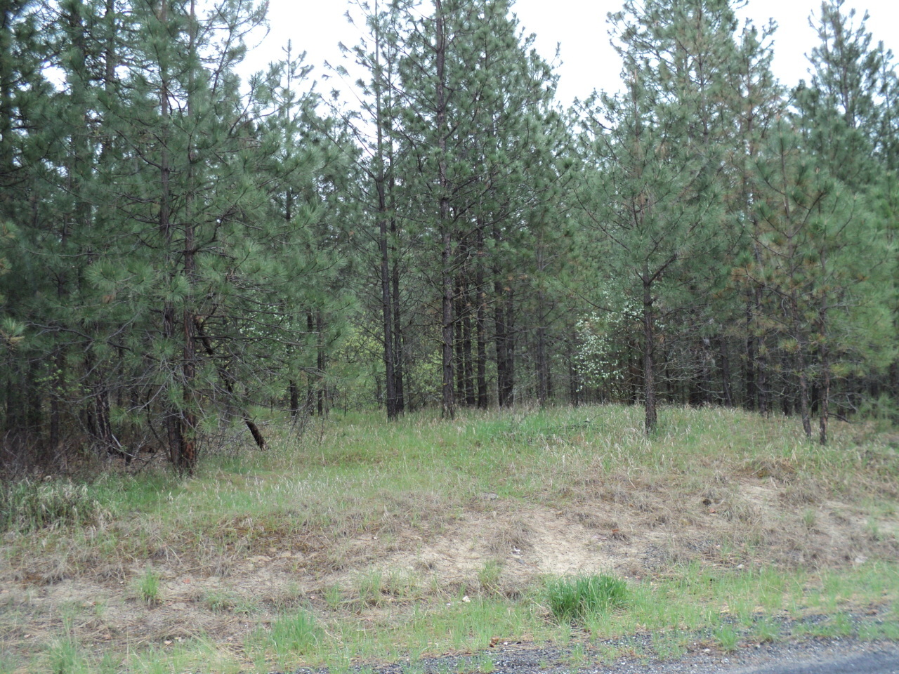 Property Photo:  Lot 4 Aspen Ridge Rd  WA 99141 