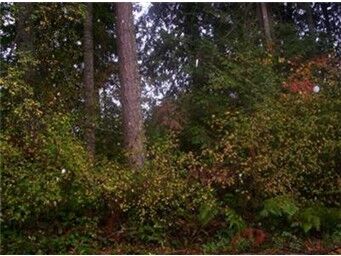 Property Photo:  21711 Meadow Ct SE  WA 98597 