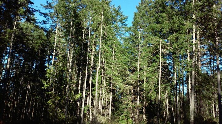 Property Photo: 0 Lot 4 SE Bocelli Way WA 98359