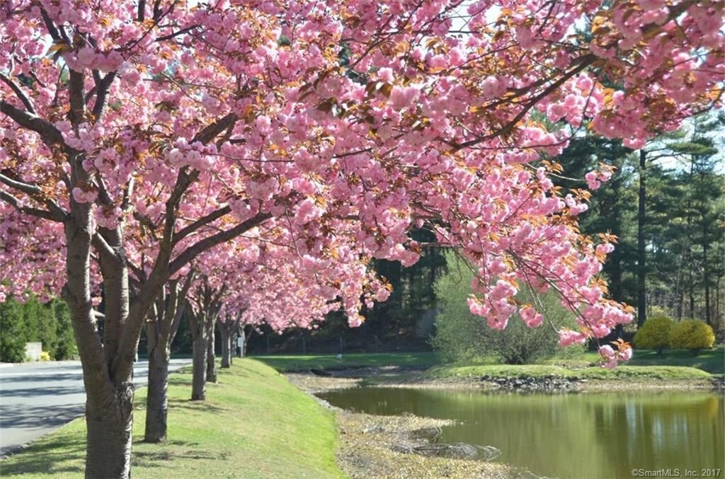 Property Photo:  365 Mather Street 206  CT 06514 