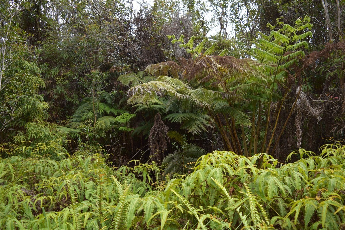 Property Photo:  Road 12  HI 96785 