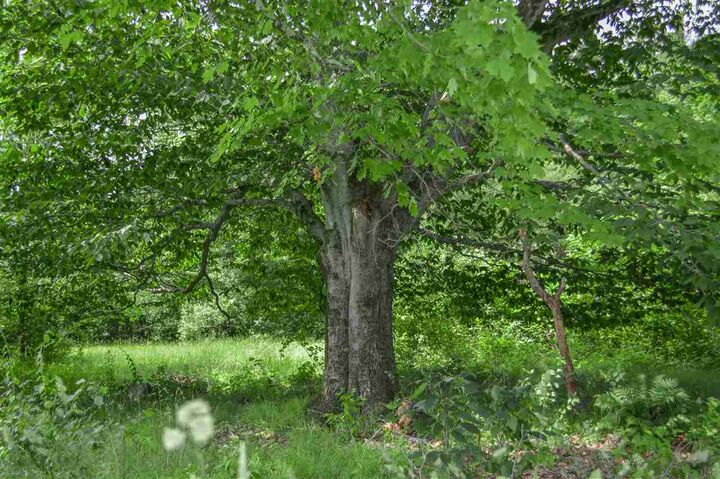 Property Photo: 32 Taft Road NH 03446