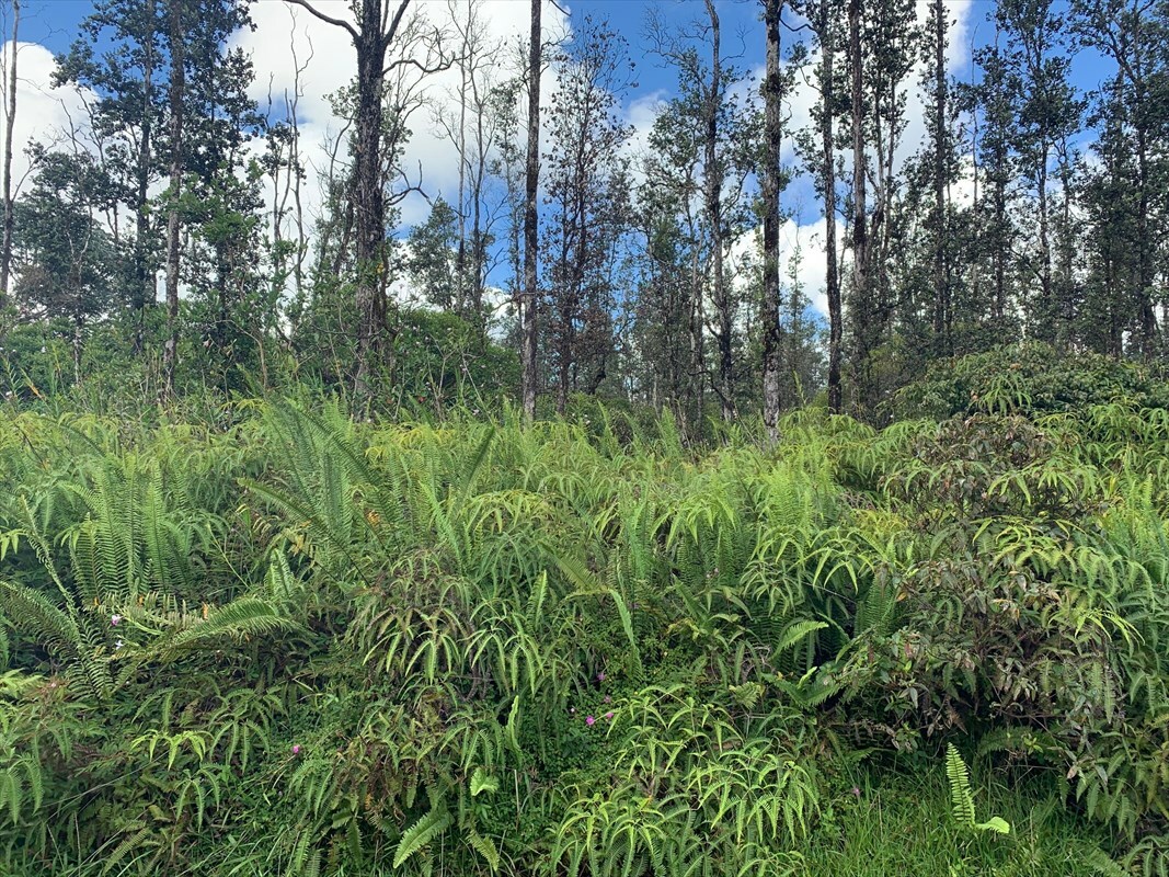Property Photo:  Bamboo Dr  HI 96778 