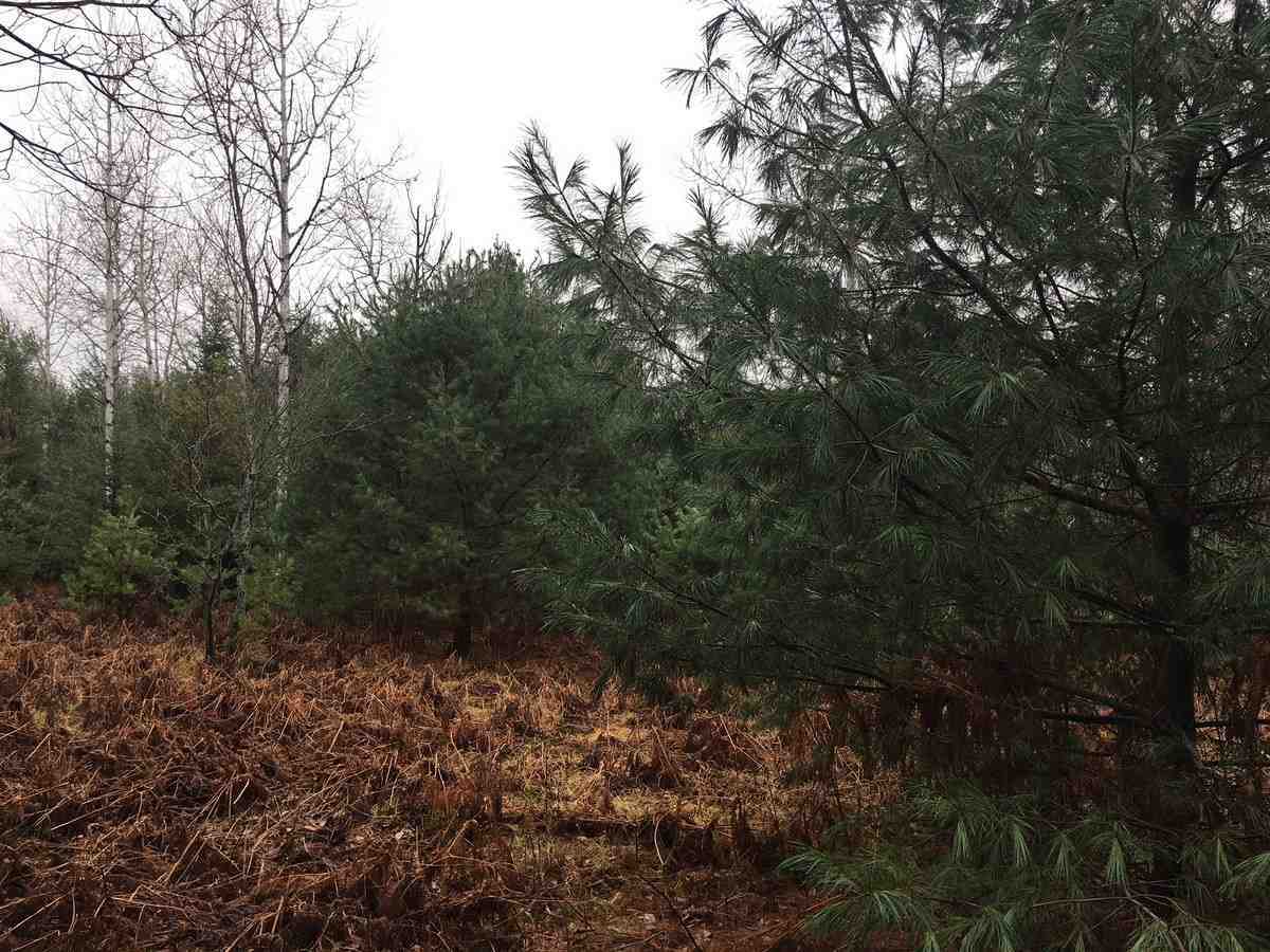 Property Photo: Tbd Buffalo Trail MI 49735