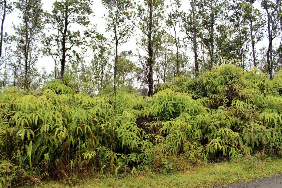 Ala Naulani Rd  Volcano HI 96785 photo