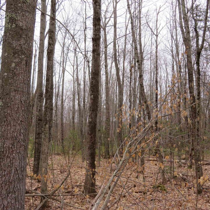 Property Photo:  Lot #9 Lot #10 Neal Hill Road  NH 03816 