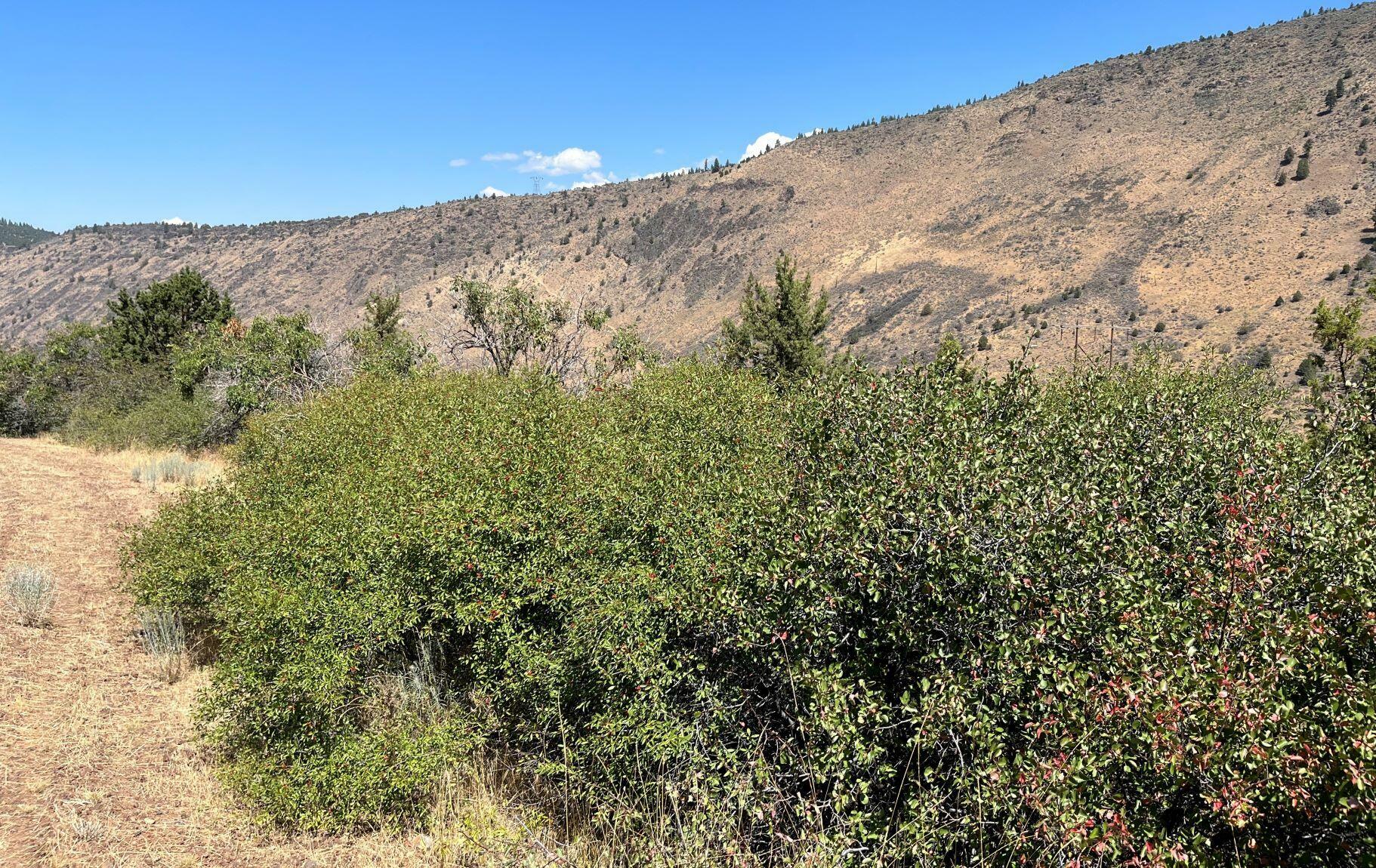 Property Photo:  Lot 40 Peregrine Heights  OR 97601 