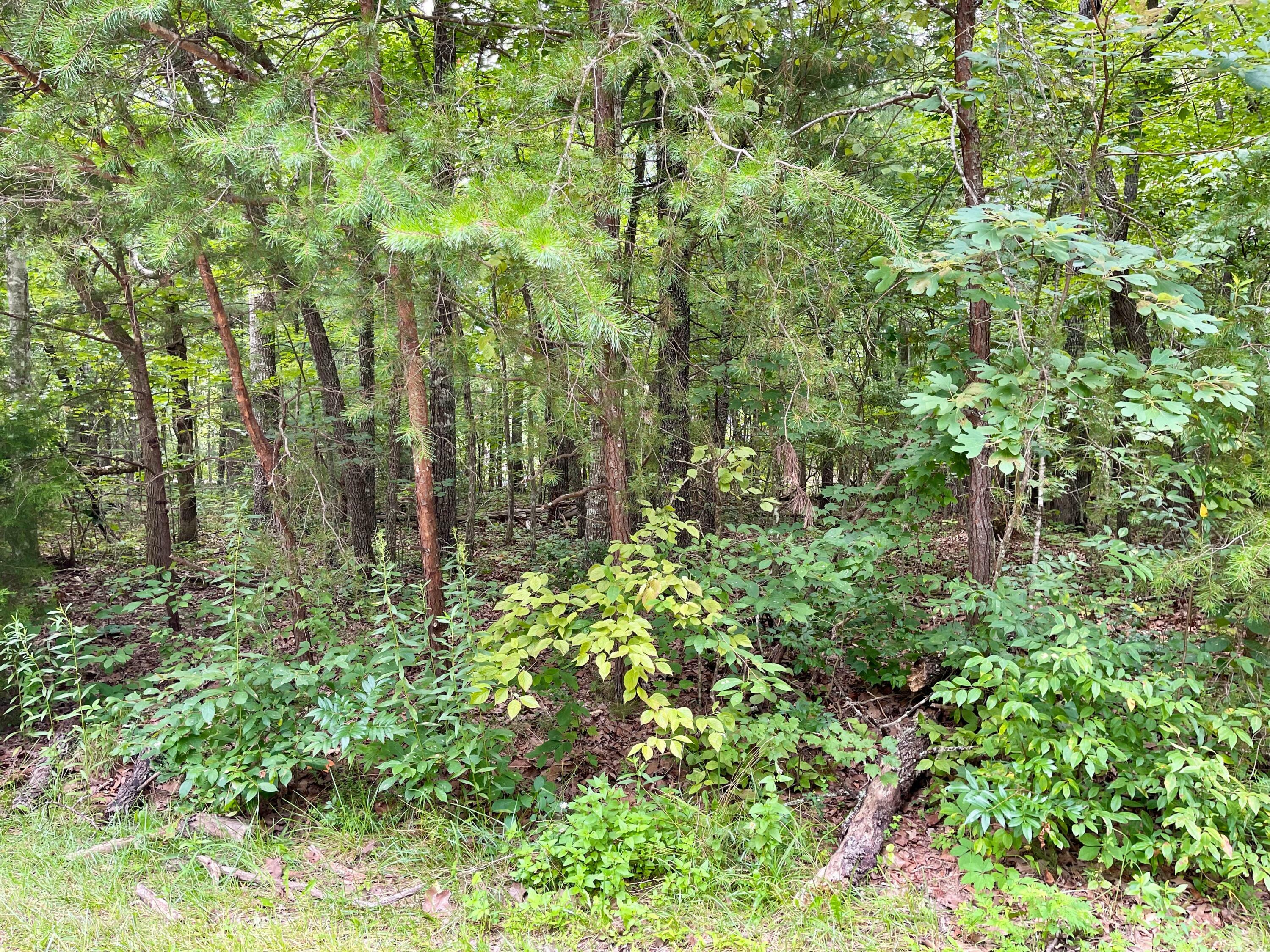 Property Photo:  247 Pomeroy Drive  TN 38558 