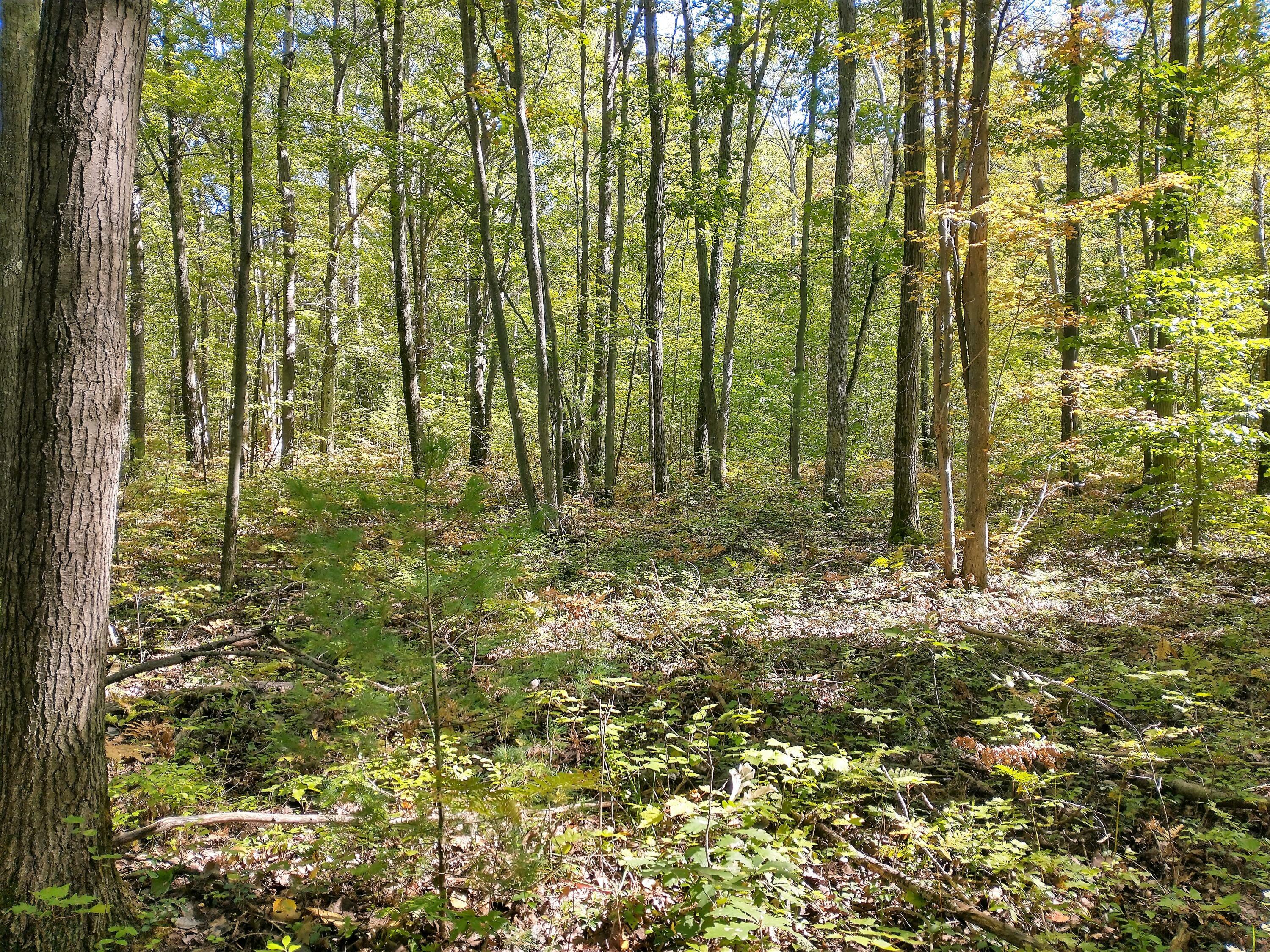 Property Photo: 1155 S Extension Road MI 49749