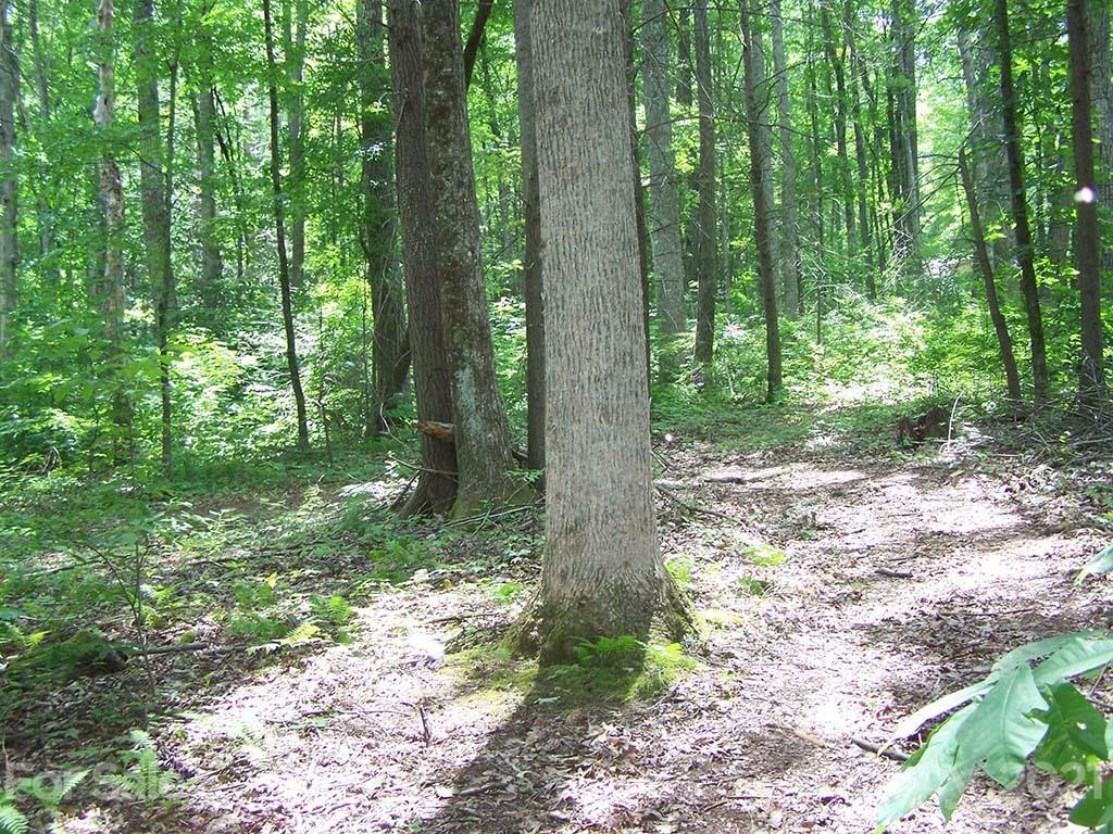 Property Photo:  000 Timberline Drive 0  NC 28751 