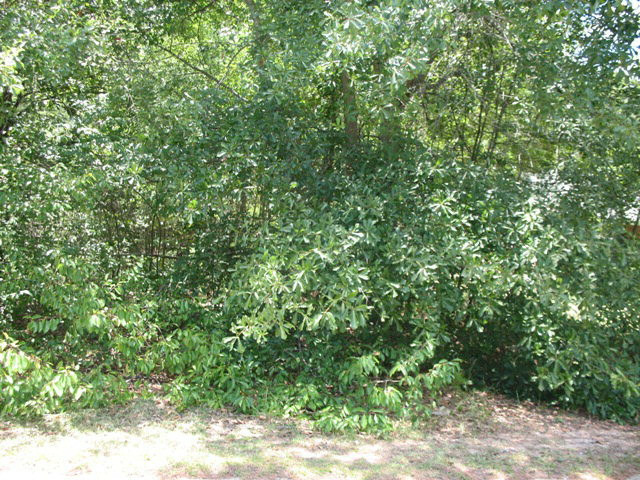 5131 SE Dogwood Lane  Dearing GA 30808 photo