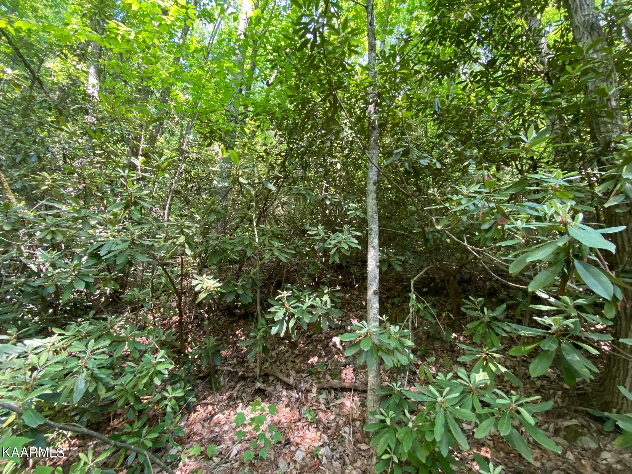 Property Photo:  Lot 54 Sycamore St  TN 37876 