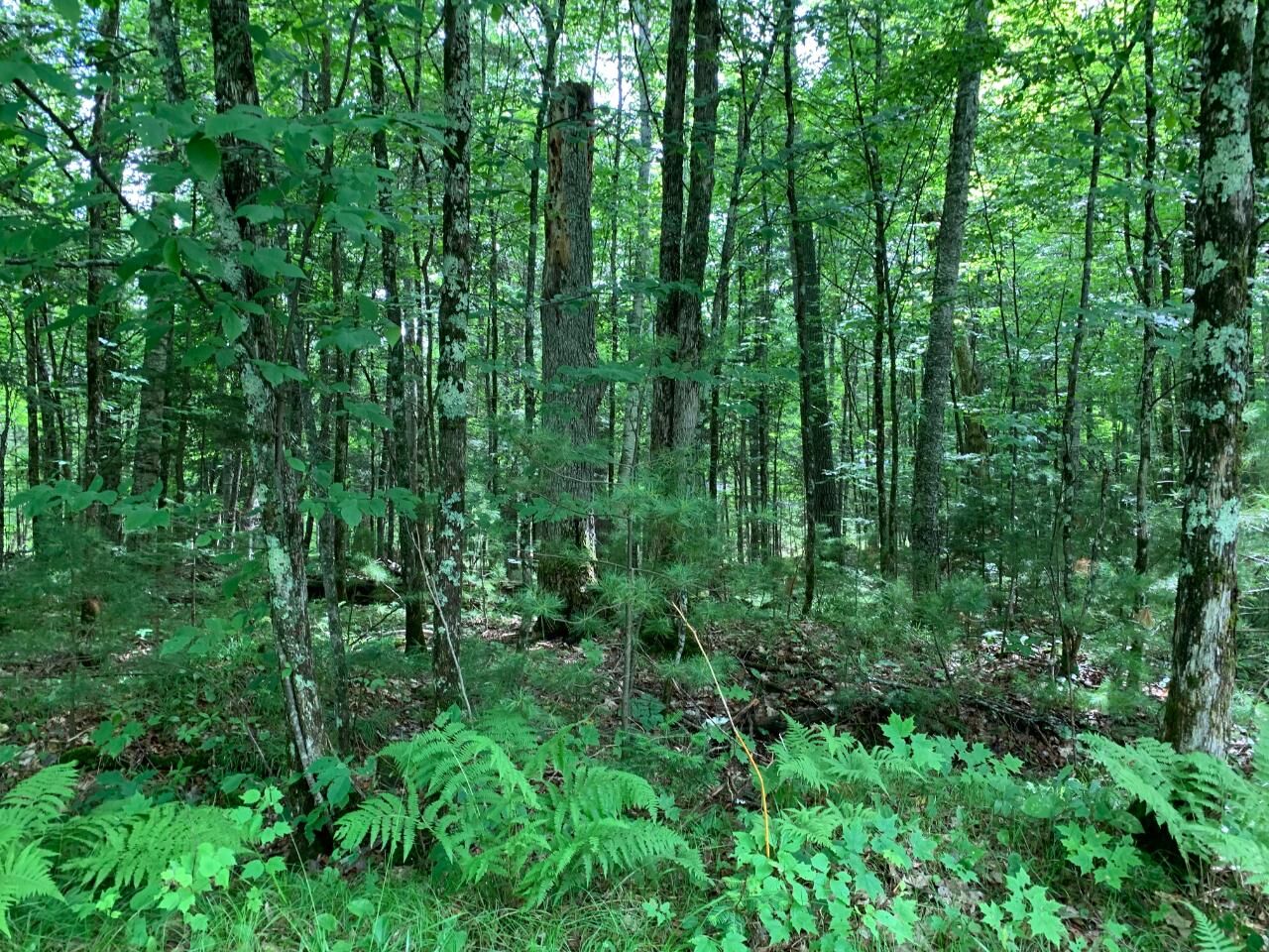 Property Photo:  Off Kein Rd Lot 14  WI 54547 