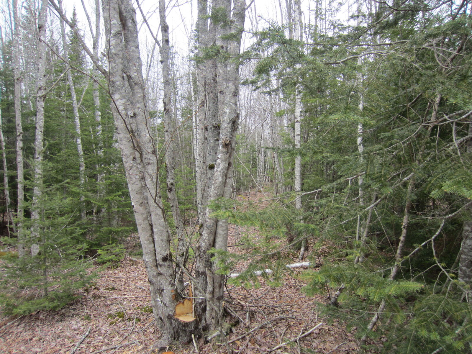 Property Photo:  0 Brook Road  ME 04578 