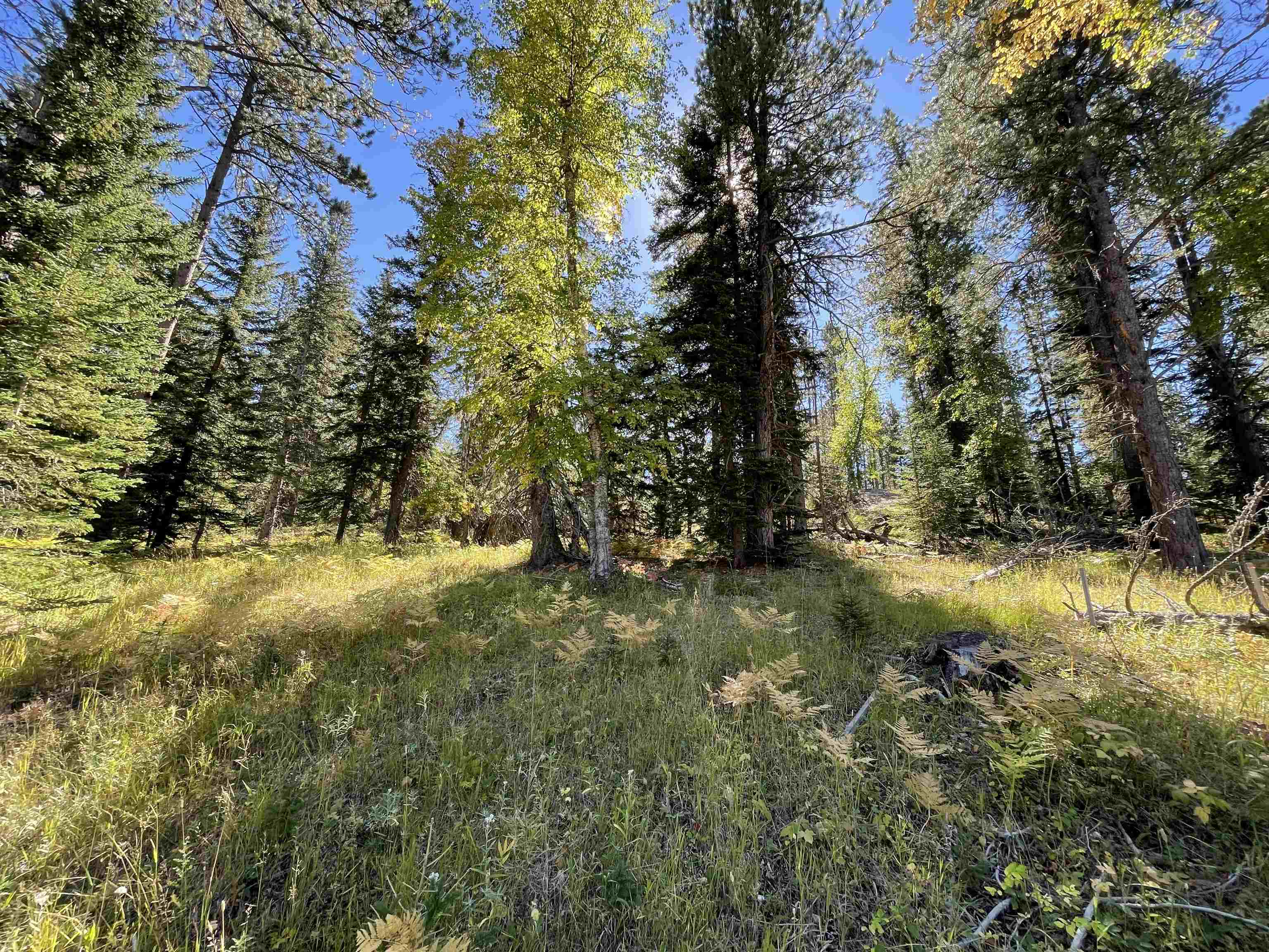 Property Photo:  Lot 42 Woodland Springs Road  SD 57754 