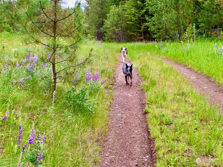 Property Photo:  46 Grizzly Loop Road  WA 99166 
