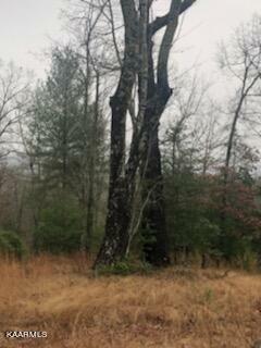 Sexton Loop / Copperhead Rd  Oakdale TN 37829 photo