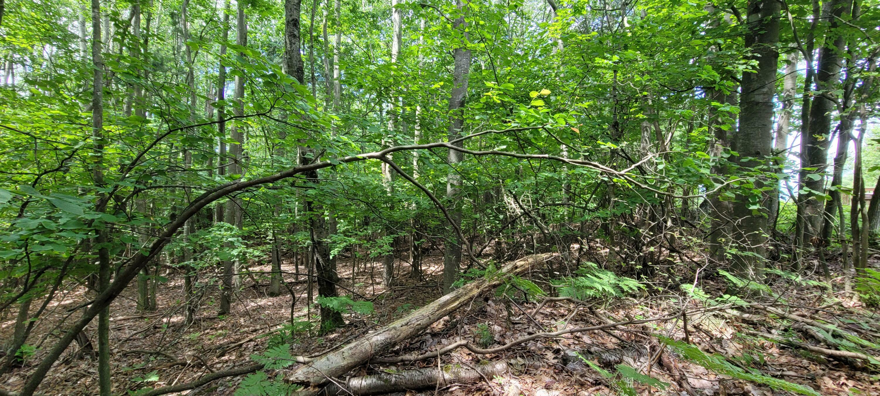 N Silver Ridge Road  Mears MI 49436 photo