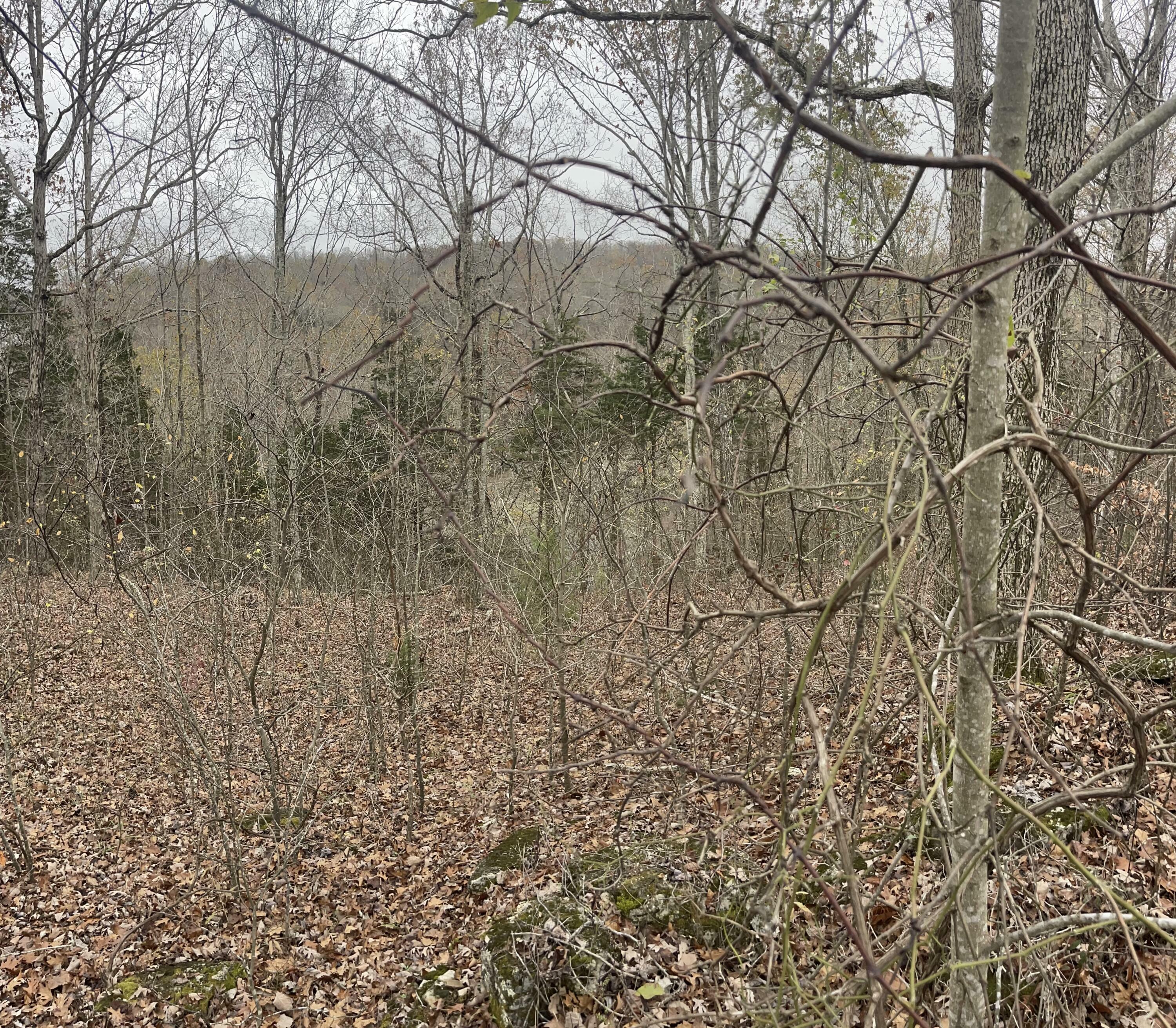 Property Photo:  Lot 41 Cumberland Shores  KY 42633 