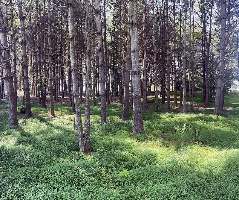 Property Photo: Lot 75 Edgewater KY 42642