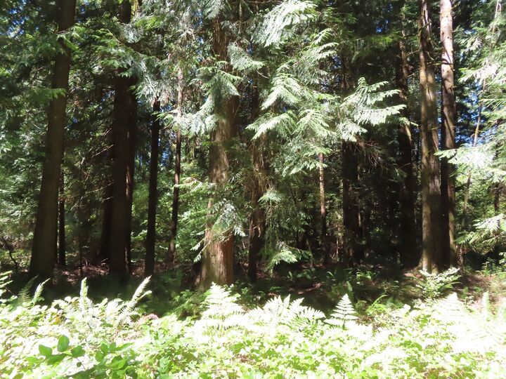 Property Photo: 0 Xxx Logan Hill Road WA 98532