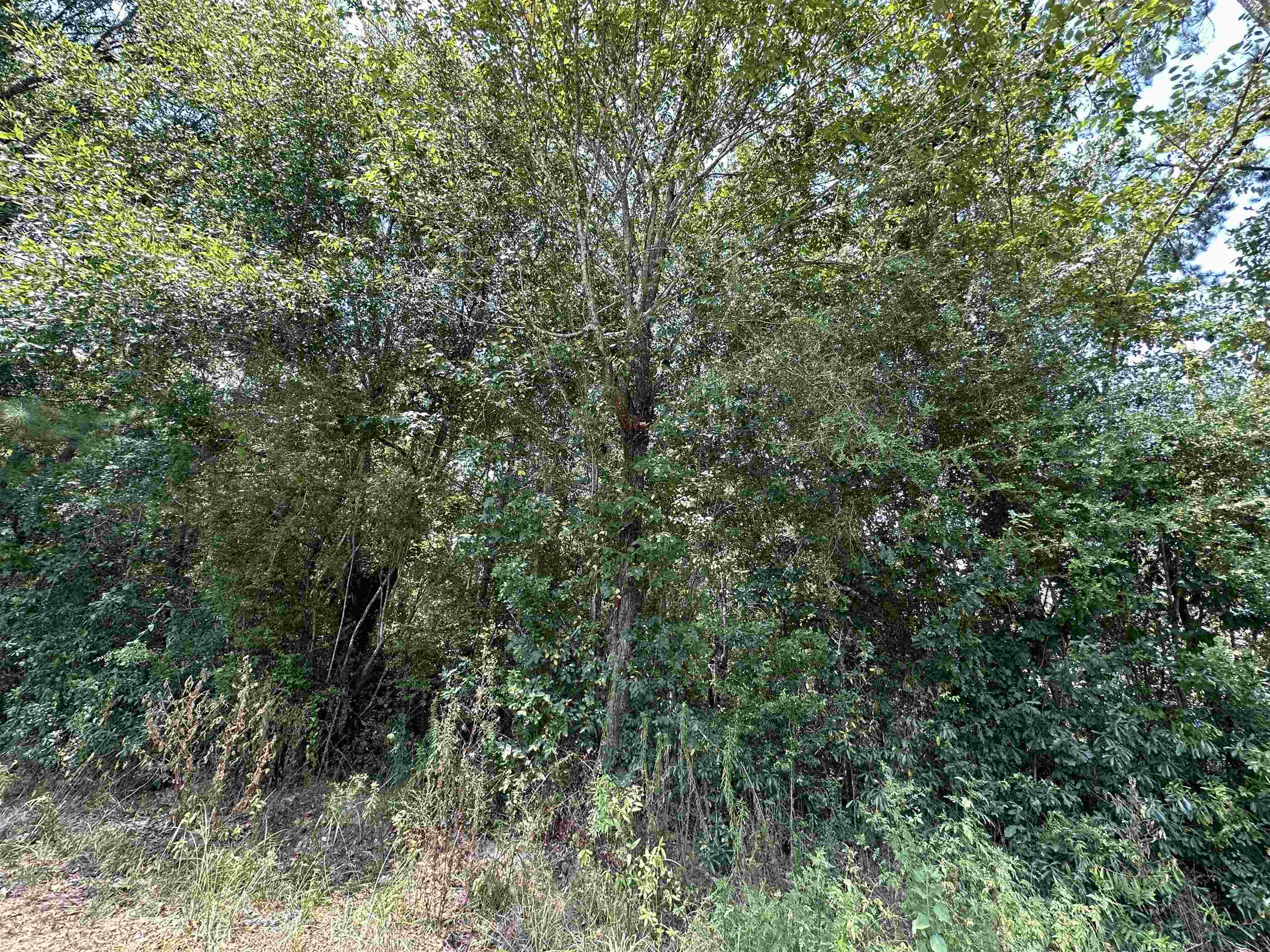 Property Photo:  Lot 3 Oleander  TX 77657 