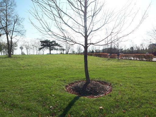 Property Photo:  Lot 2 Central Road  IL 60195 
