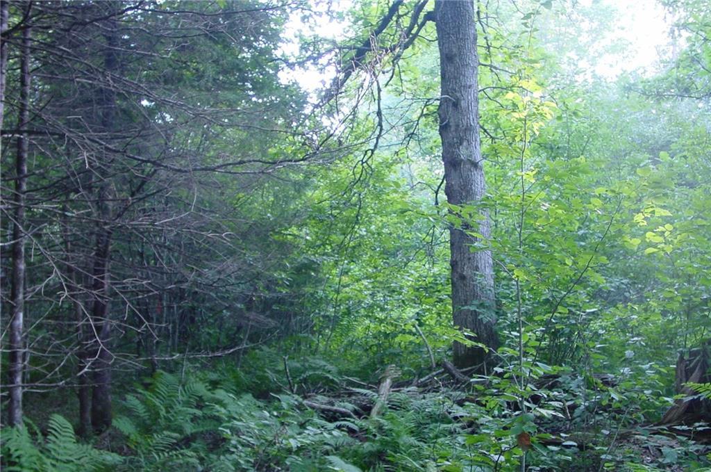 40 Acres On Fedyn Road  Ladysmith WI 54848 photo