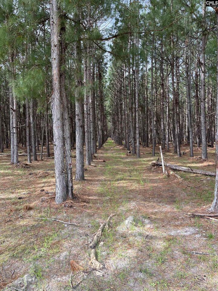 5684 Moses Dingle  Manning SC 29102 photo