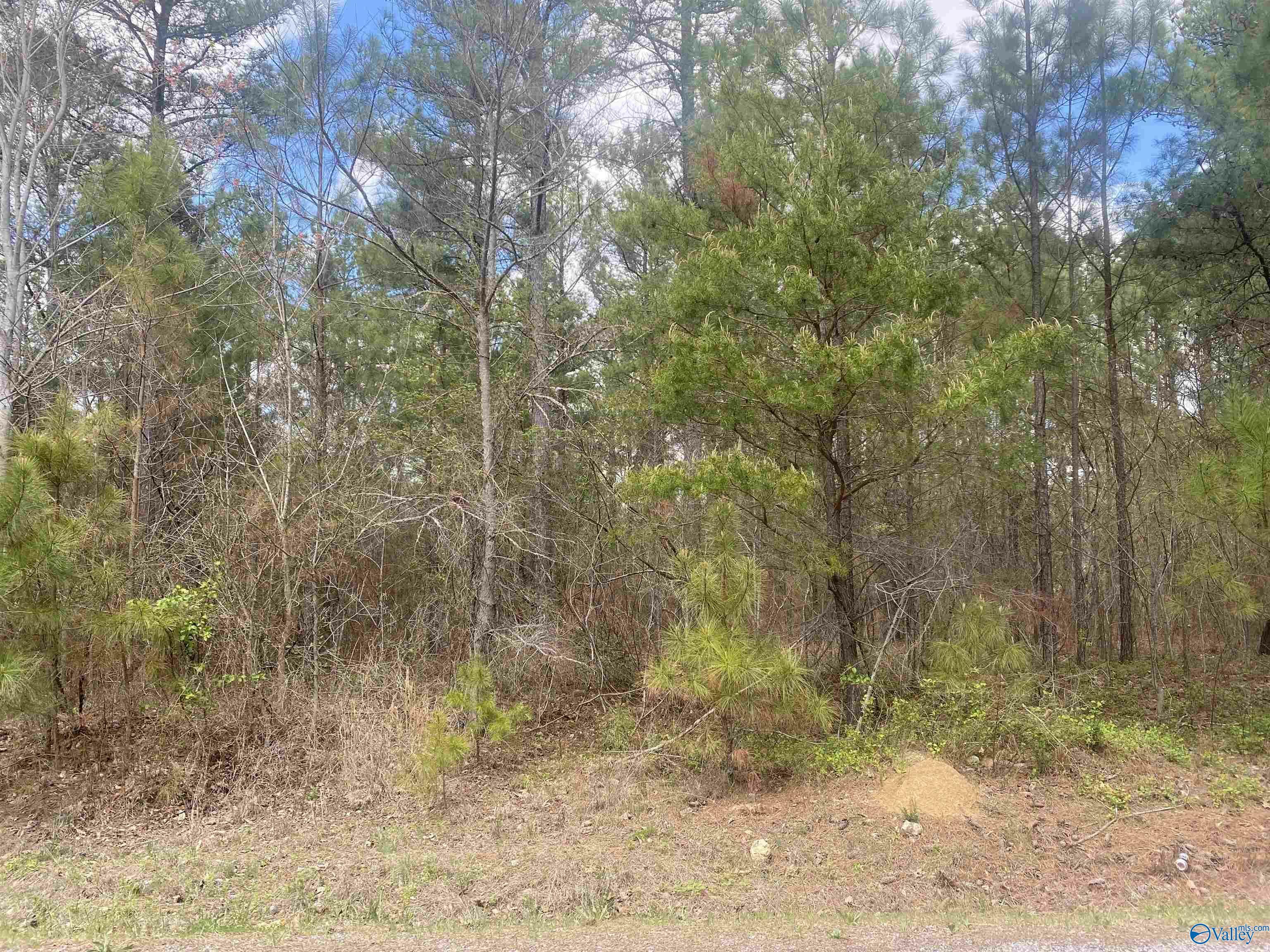 Property Photo:  3.96 Acres County Road 739  AL 35978 