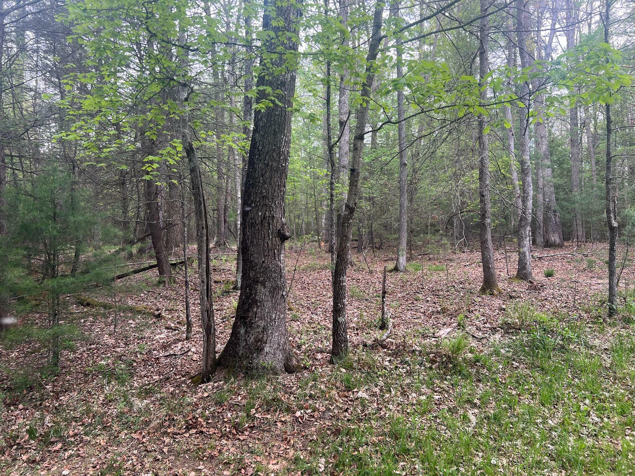 Property Photo:  Lot 3 Asbury Trce  WV 24901 