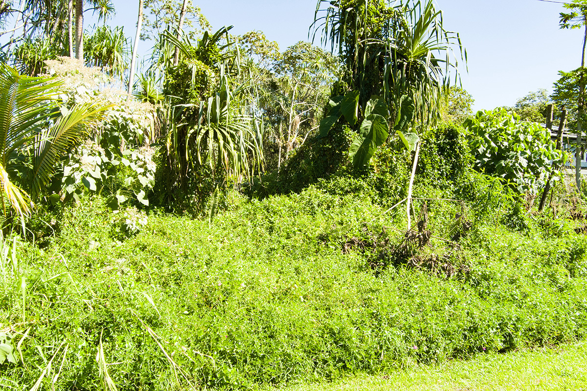 Property Photo:  Haukeuke St  HI 96778 