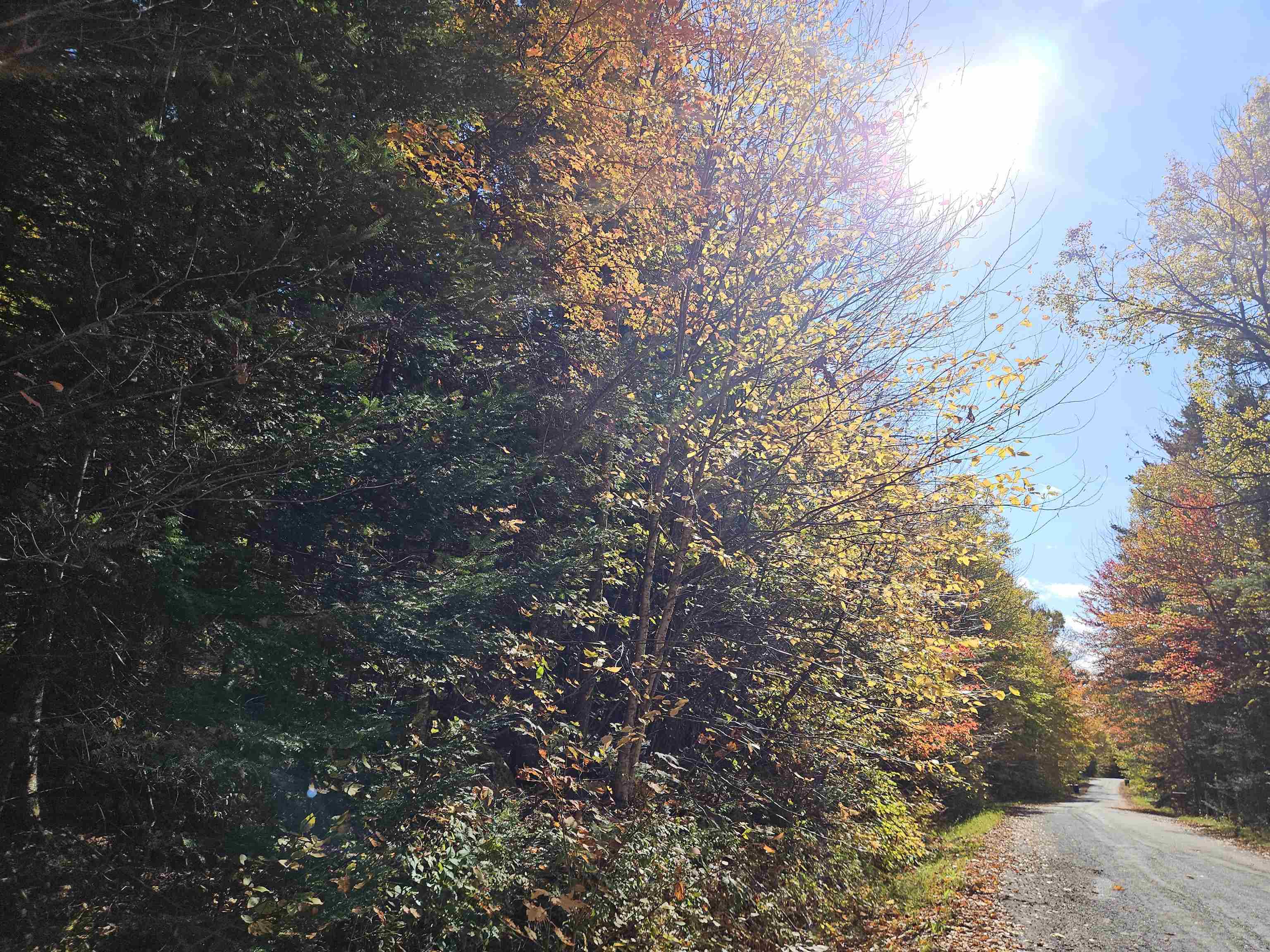 Property Photo:  Lot 6 Mount Cleveland Road  NH 03574 