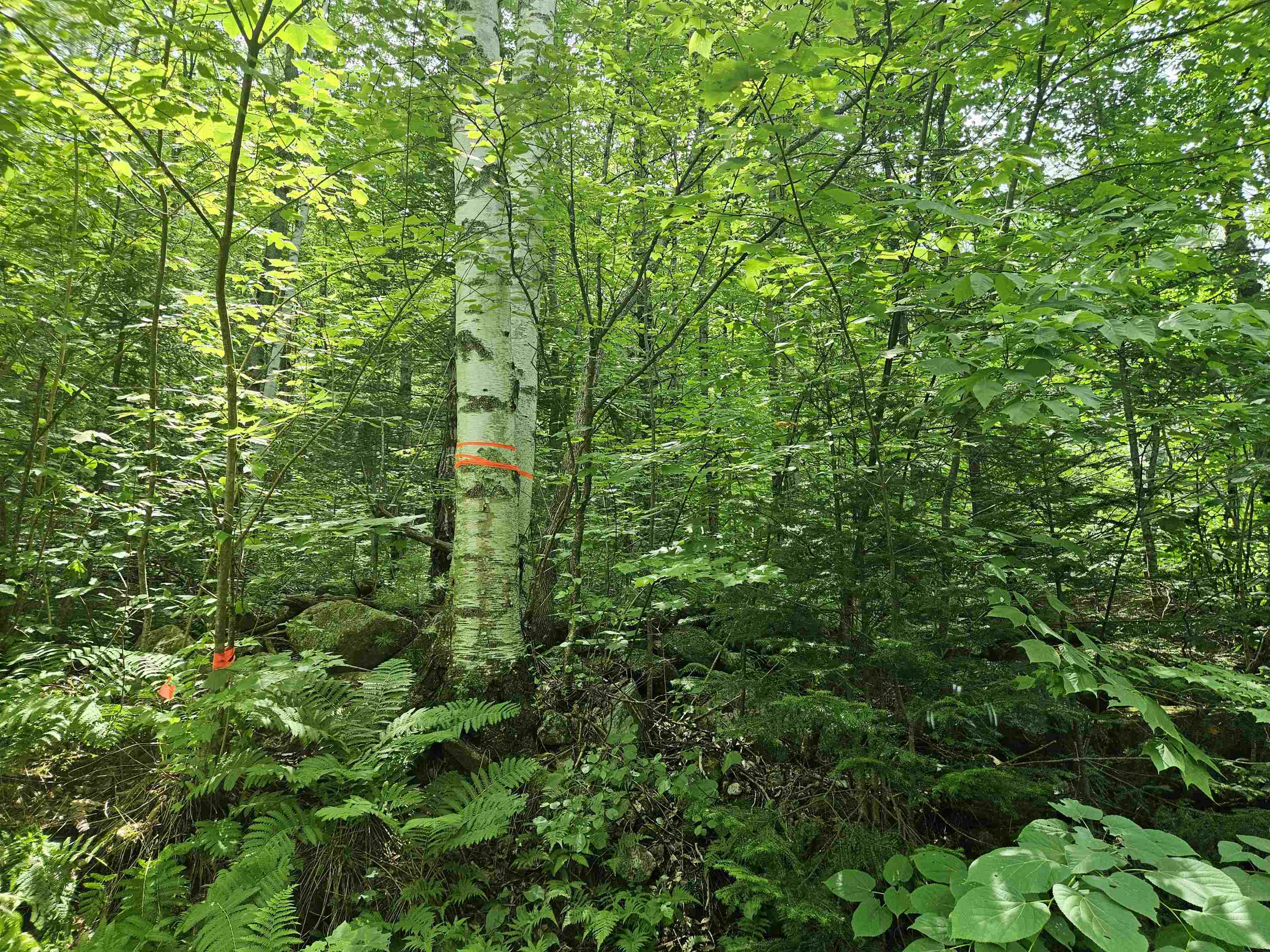 Property Photo: Lot 6 Mount Cleveland Road NH 03574
