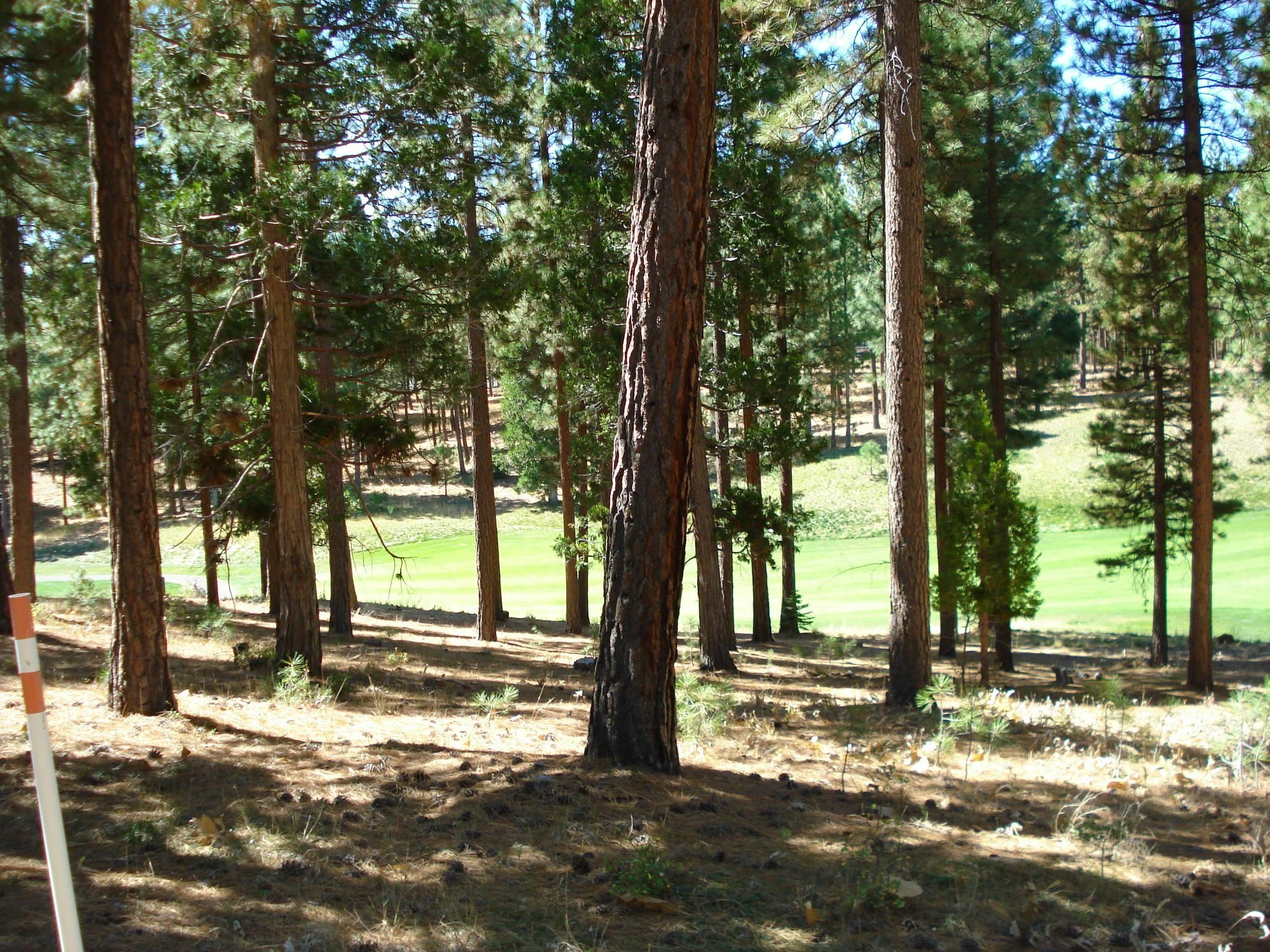 Property Photo:  139 Bird Of Prey Lane  CA 96122 