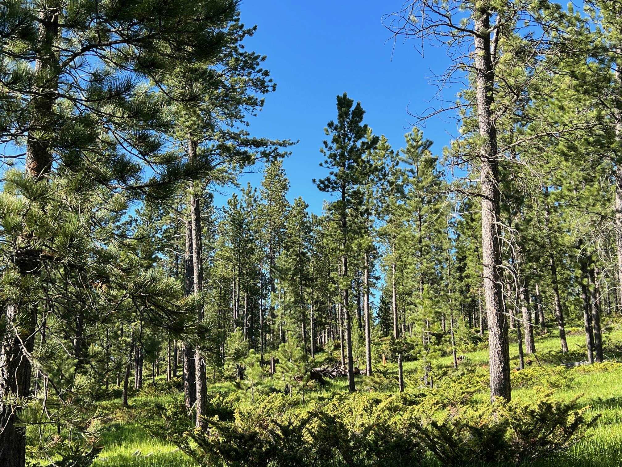 Property Photo: Lot 7 Boles Canyon Road SD 57754