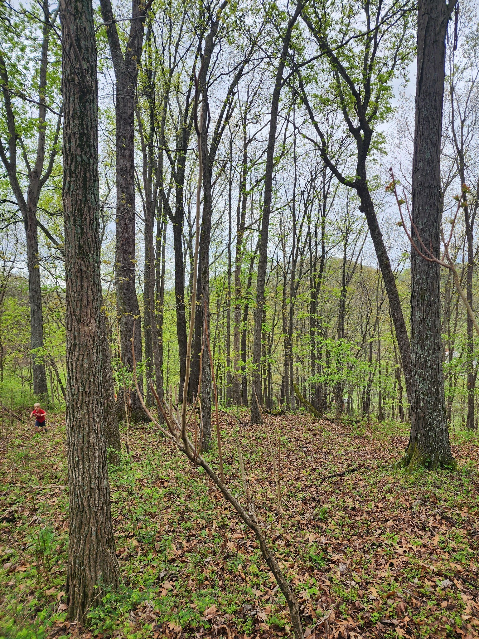 Property Photo:  0 Stiversville Road  TN 38451 