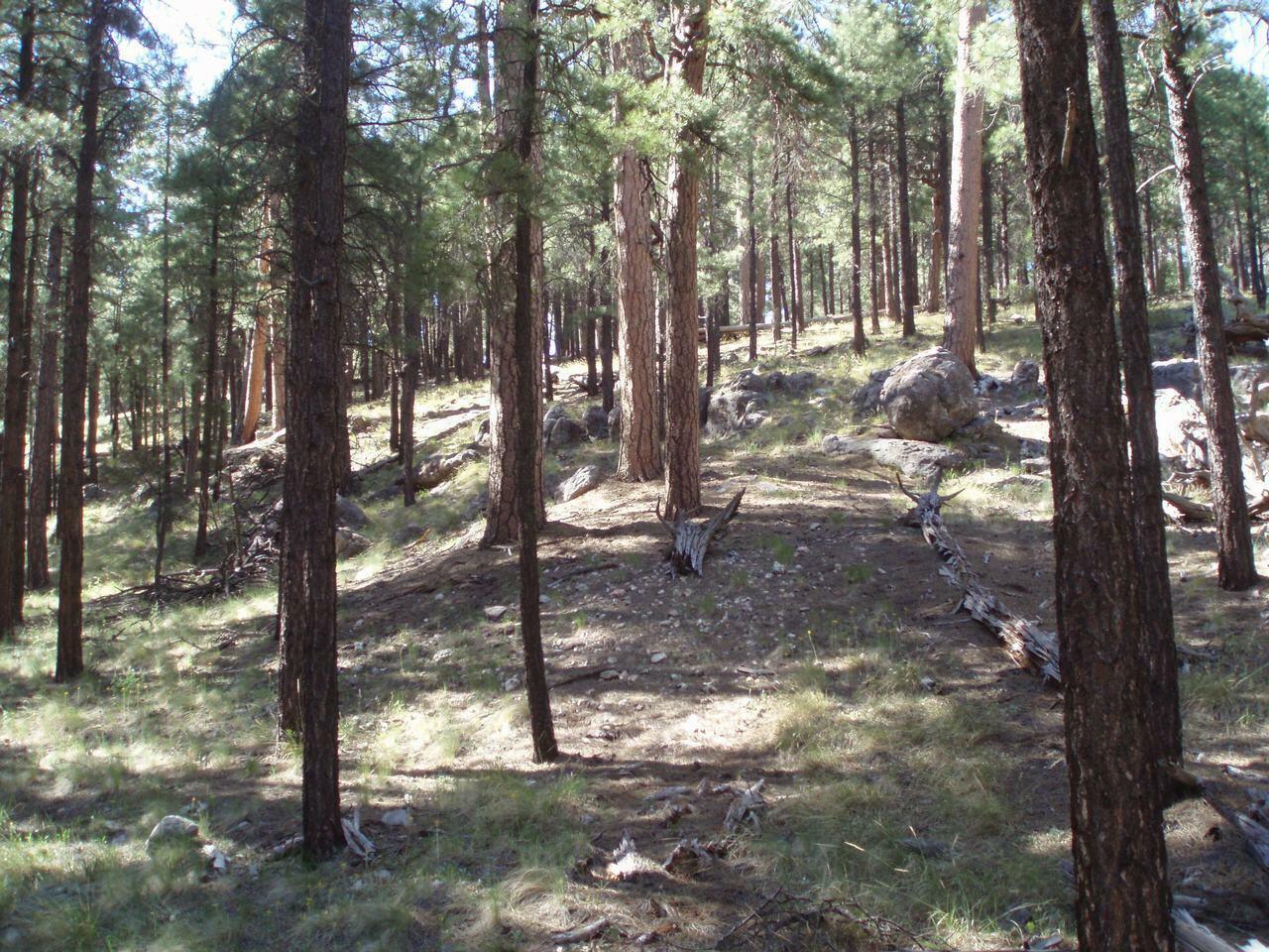 Property Photo:  Pcl1&2 001K&L Coconino Forest Rd 137A  AZ 86024 