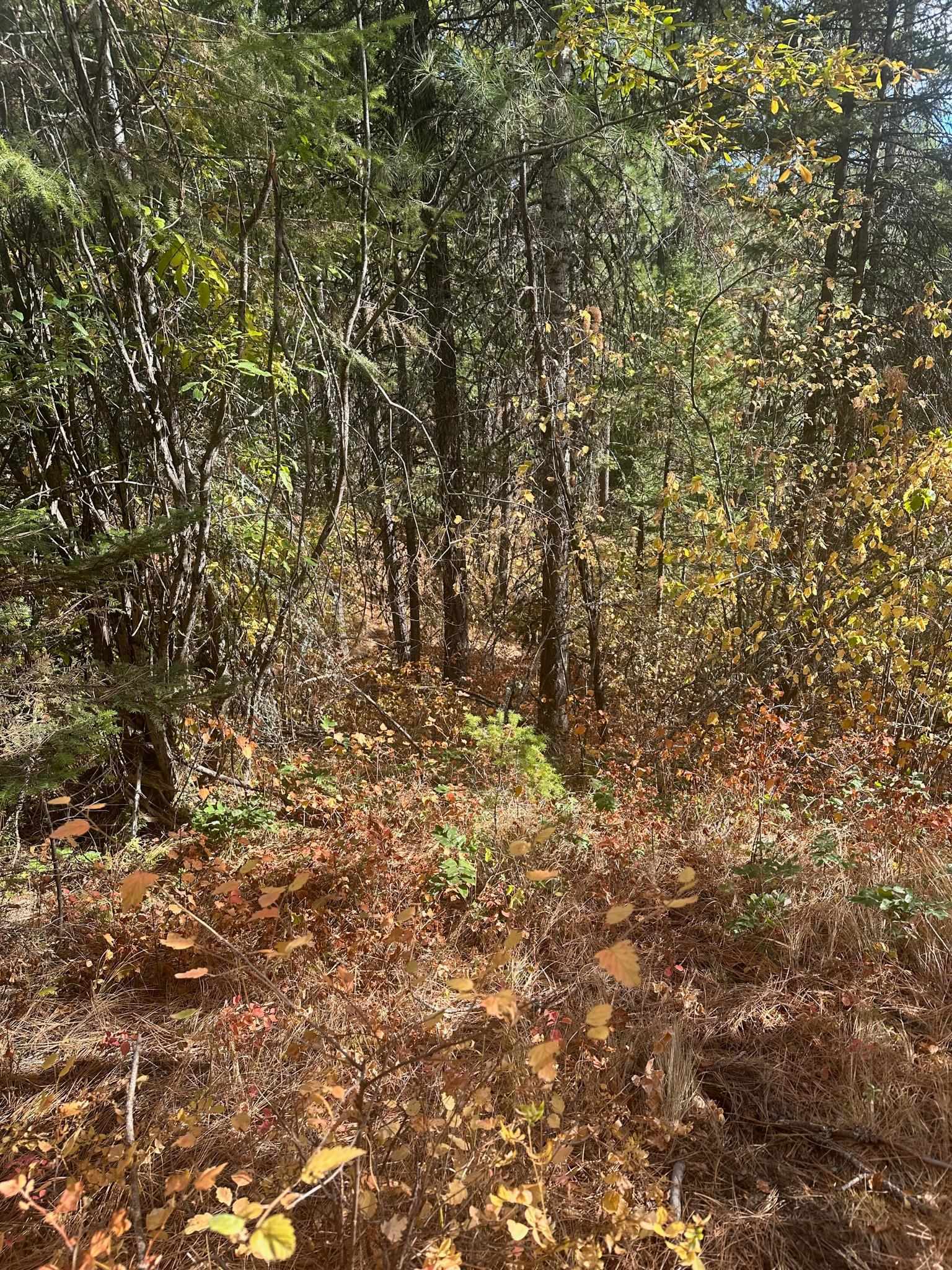 Property Photo:  4450 Tbd N Buck Creek Rd  WA 99148 