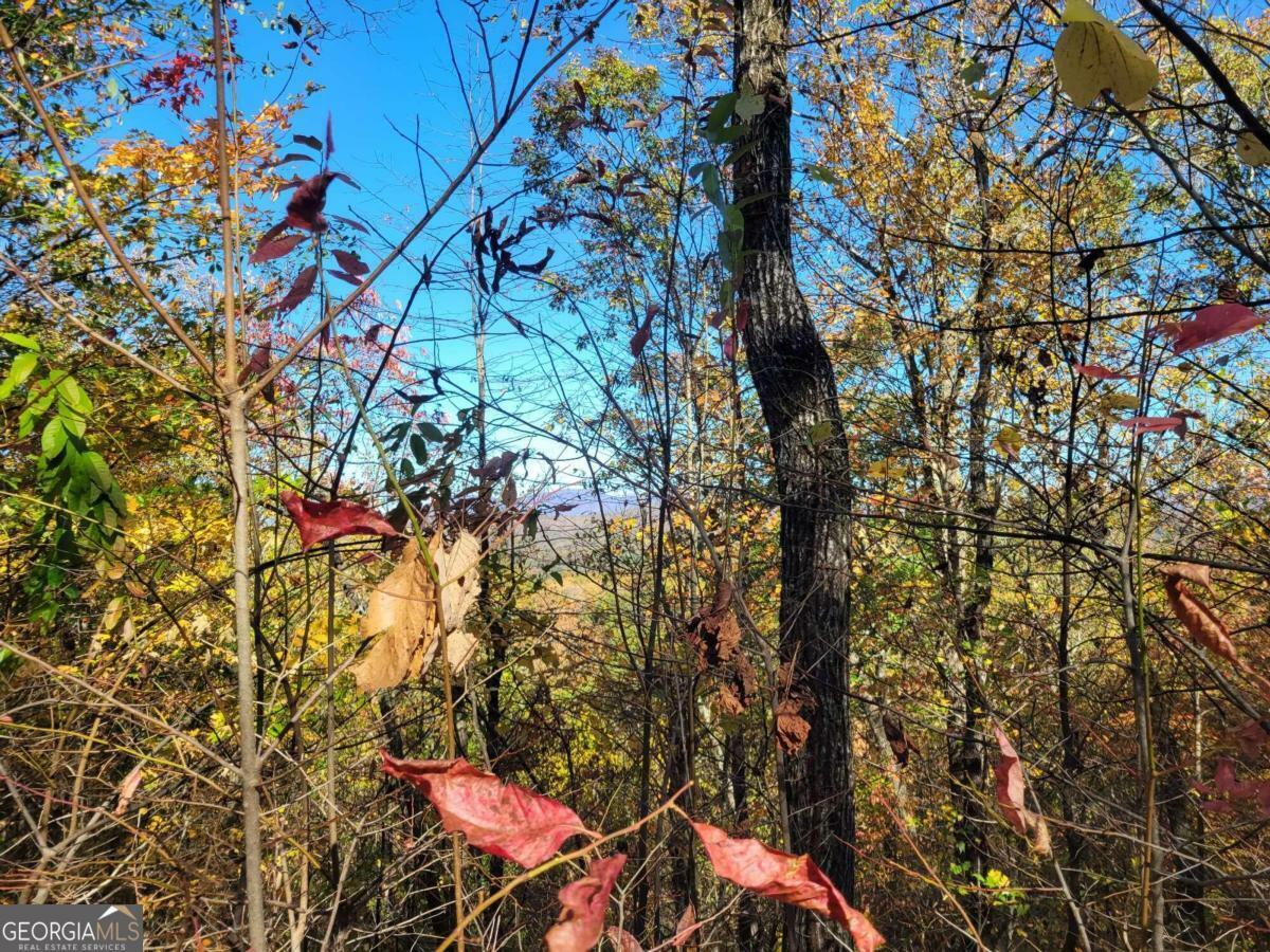 Property Photo:  14 Ac Old Burnt Mountain  GA 30540 