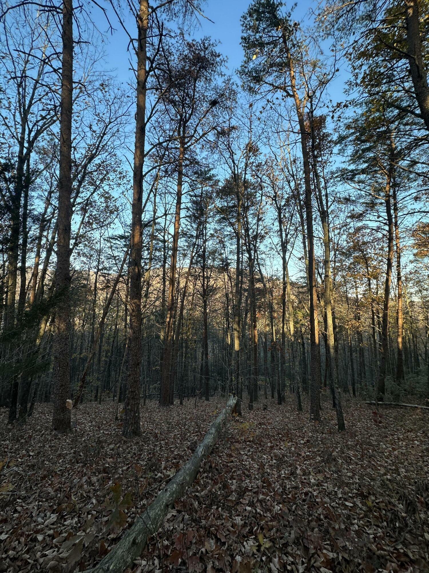 Property Photo: 1573 Chamberlain Road GA 30728