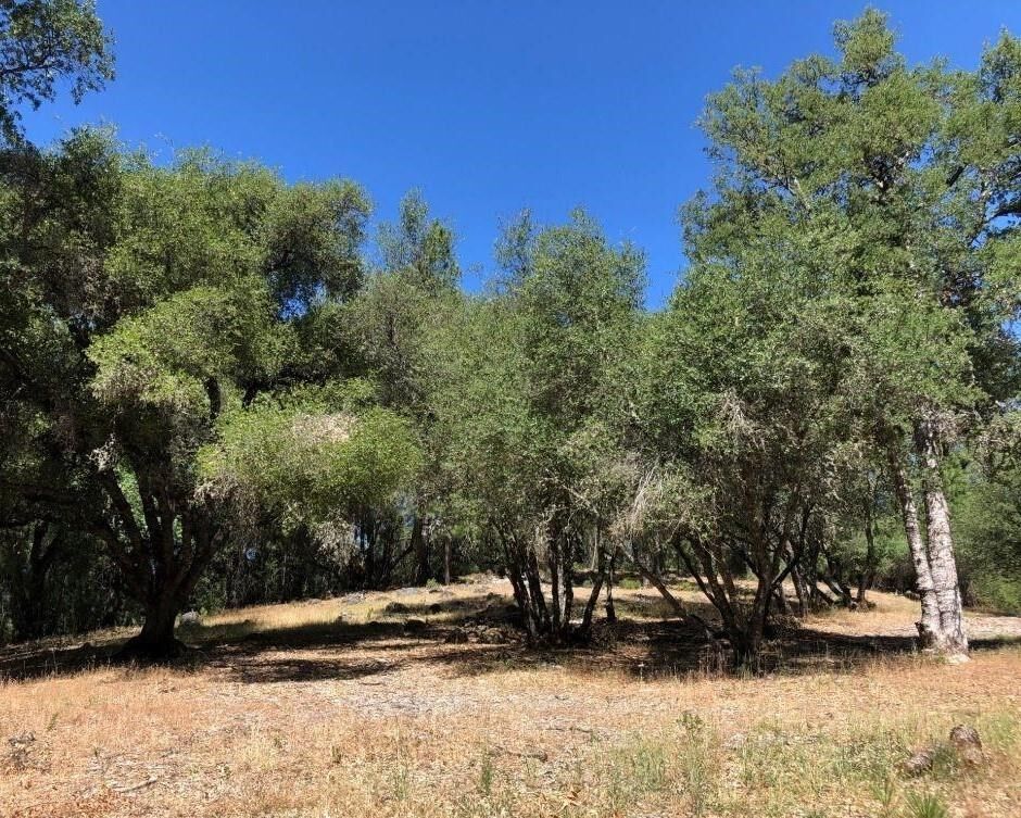Property Photo: 21930 Lyons Bald Mountain CA 95370