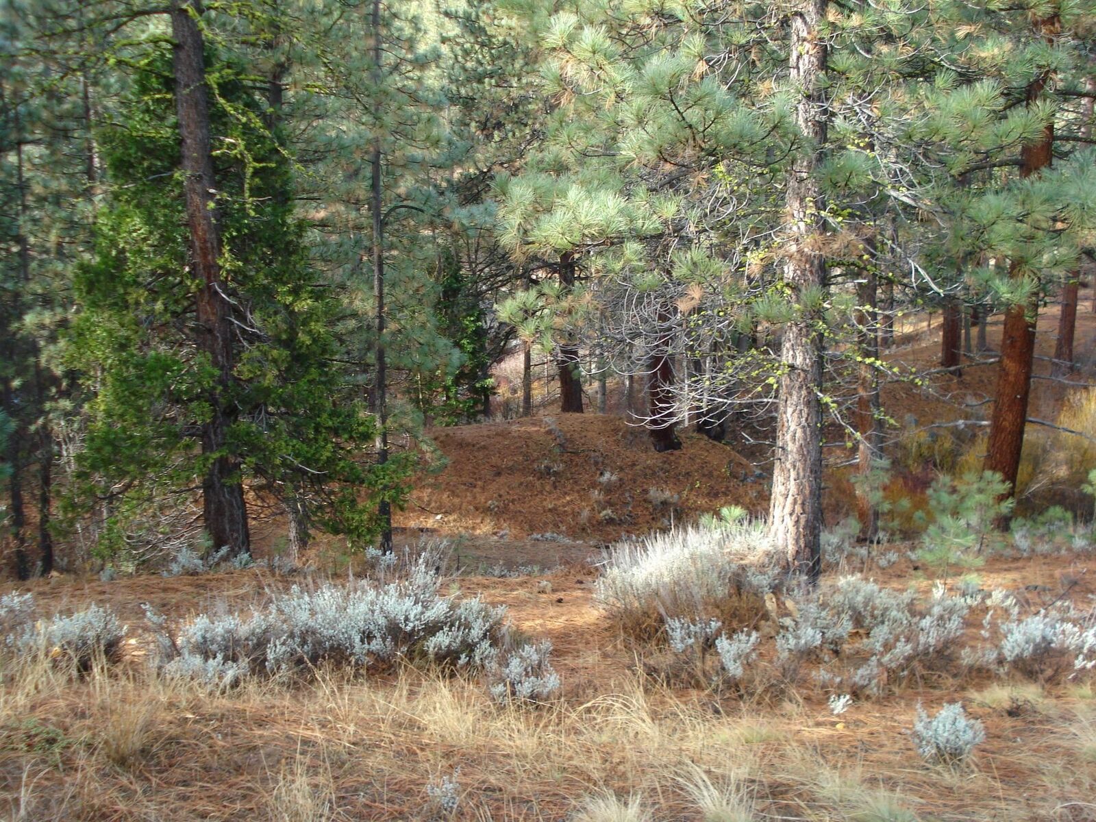 Property Photo:  199 Big Grizzly  CA 96122 
