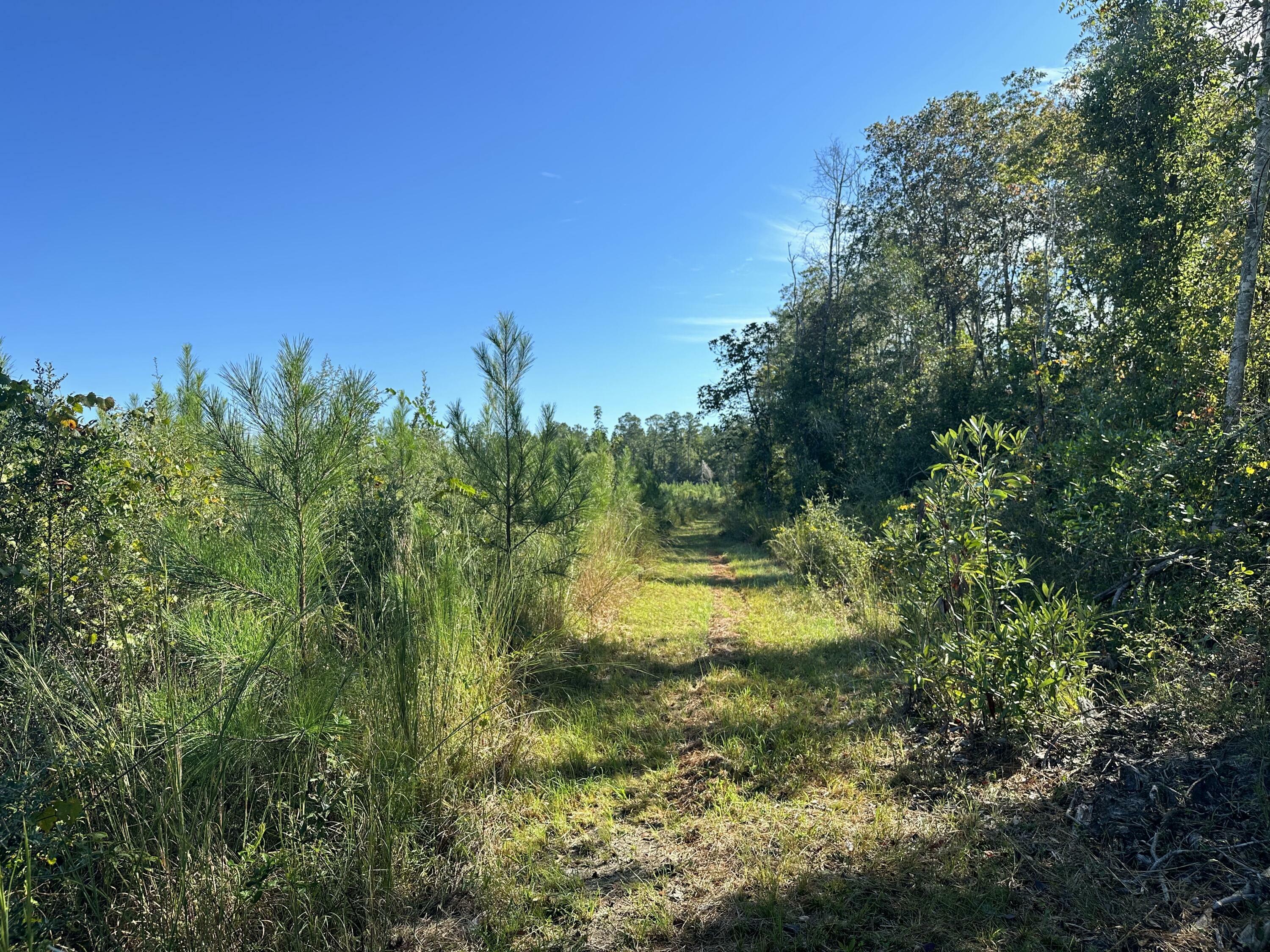 Parcel J Buck Tyner Road  Laurel Hill FL 32567 photo