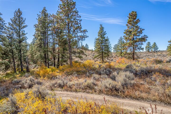 403  Wild Turkey  East Wenatchee WA 98802 photo