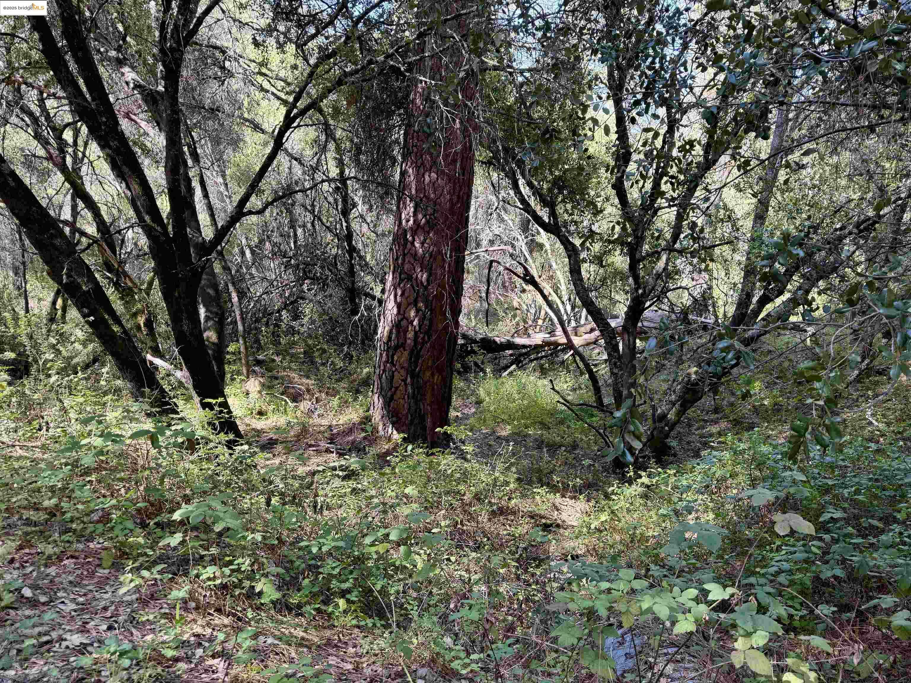 Property Photo: 21893 Sawmill Flat Rd CA 95370