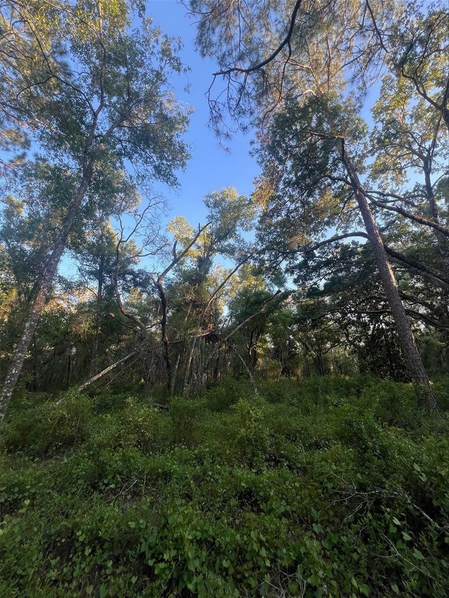 Property Photo: Pinon Drive FL 33597