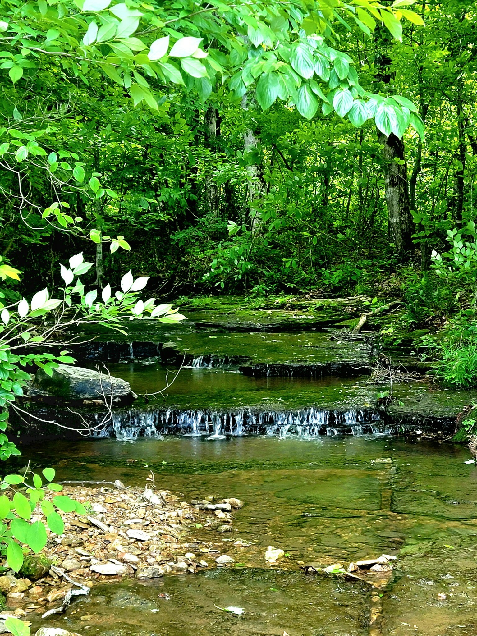 Property Photo:  811 Borum Rd  TN 37015 