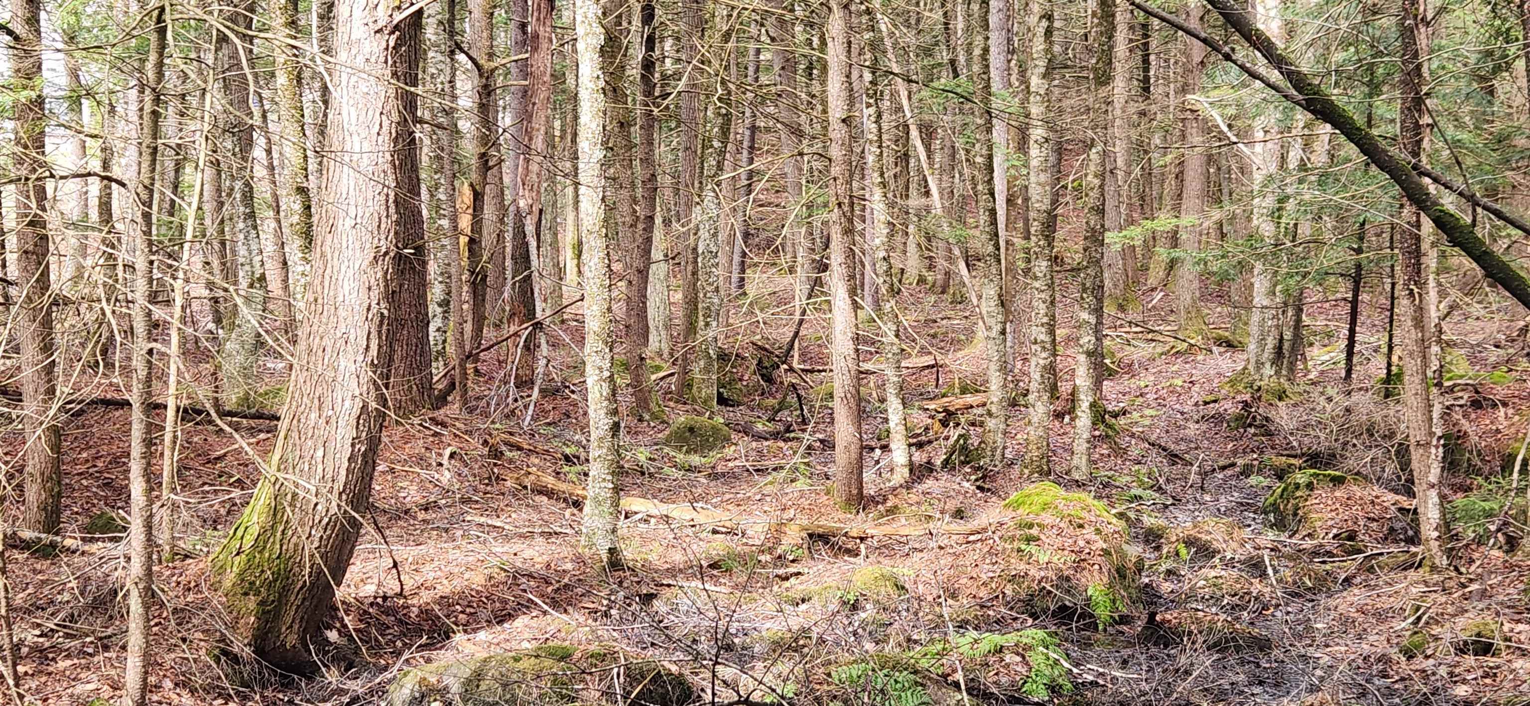 Property Photo: 0 Connor Drive NH 03445