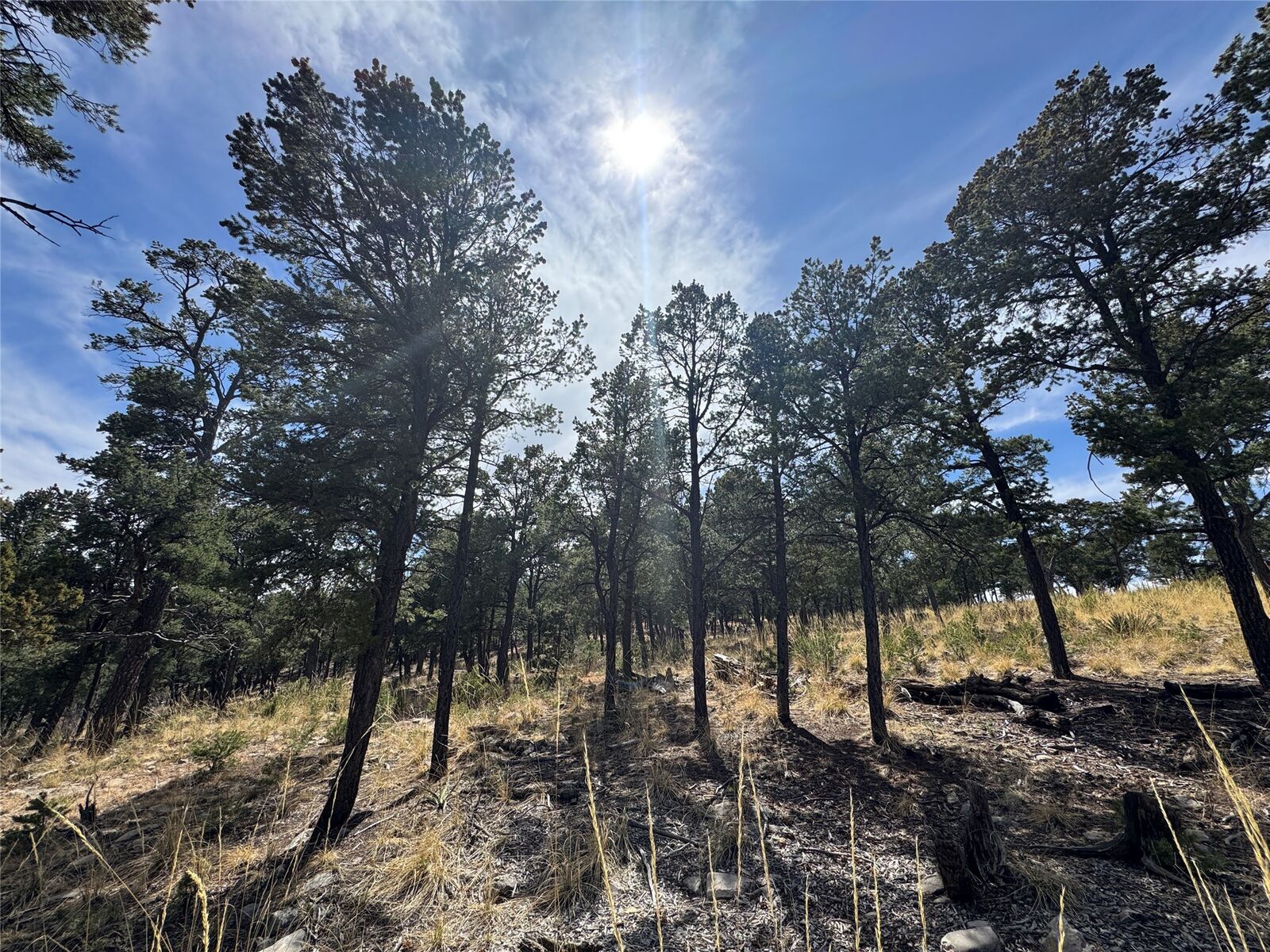 Property Photo: Lot 26 Birds Of A Feather NM 87552